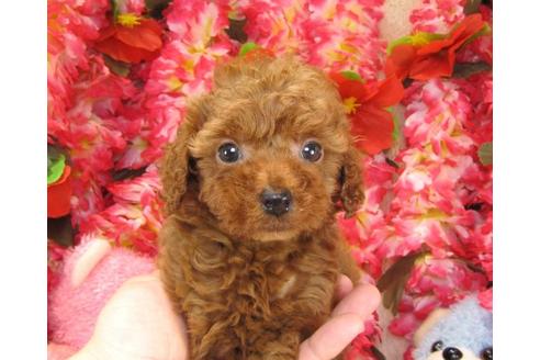 成約済の茨城県のトイプードル-17471の3枚目