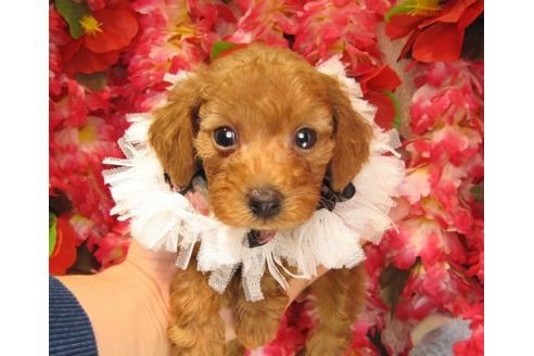 成約済の茨城県のトイプードル-17472の1枚目