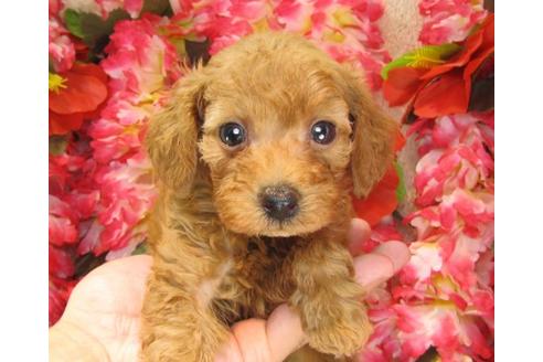 成約済の茨城県のトイプードル-17472の3枚目