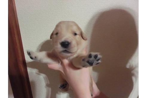 成約済の福岡県のゴールデンレトリーバー-17473の1枚目