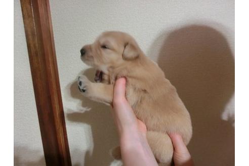 成約済の福岡県のゴールデンレトリーバー-17473の2枚目