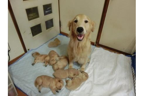 成約済の福岡県のゴールデンレトリーバー-17473の3枚目