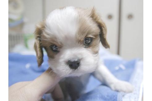 成約済の埼玉県のキャバリアキングチャールズスパニエル-17215の2枚目