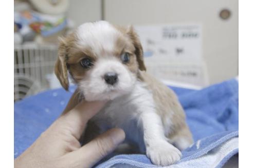 成約済の埼玉県のキャバリアキングチャールズスパニエル-17215の3枚目