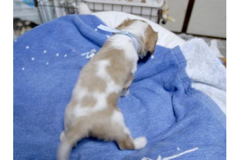 成約済の埼玉県のキャバリアキングチャールズスパニエル-17215の1枚目