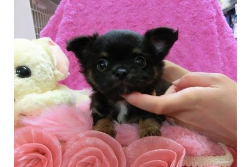 成約済の京都府のチワワ-17478の1枚目