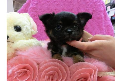 成約済の京都府のチワワ-17478の2枚目