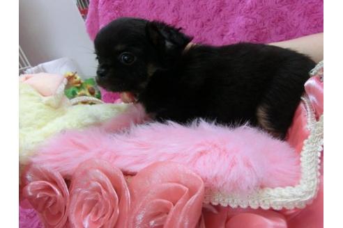 成約済の京都府のチワワ-17478の3枚目