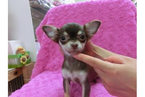 成約済の京都府のチワワ-17479の1枚目