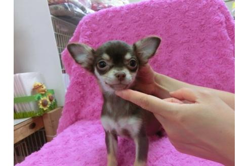 成約済の京都府のチワワ-17479の2枚目