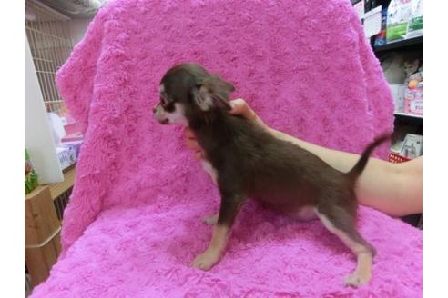 成約済の京都府のチワワ-17479の3枚目