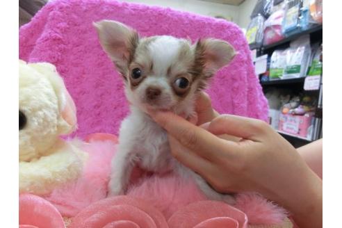 成約済の京都府のチワワ-17481の1枚目