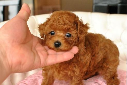 成約済の茨城県のトイプードル-17496の2枚目
