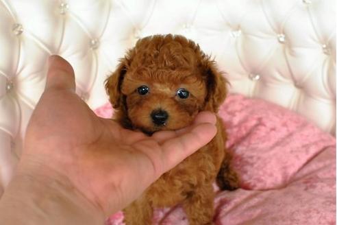成約済の茨城県のトイプードル-17496の3枚目