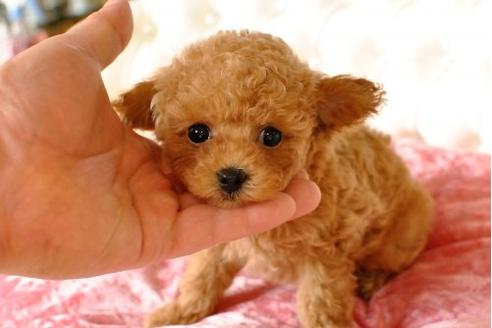成約済の茨城県のトイプードル-17497の2枚目