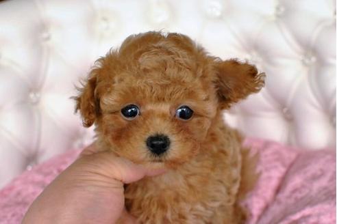成約済の茨城県のトイプードル-17497の3枚目