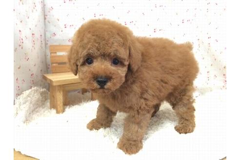 成約済の滋賀県のトイプードル-17504の2枚目