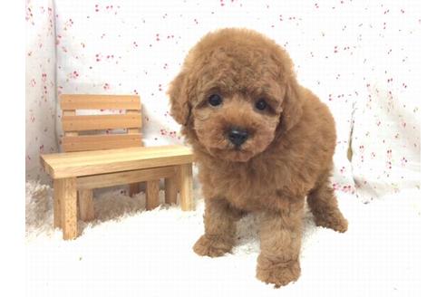 成約済の滋賀県のトイプードル-17504の1枚目