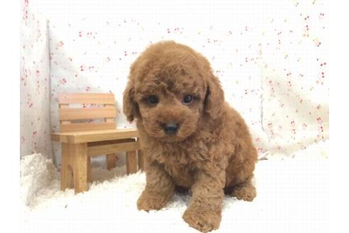 成約済の滋賀県のトイプードル-17505の2枚目