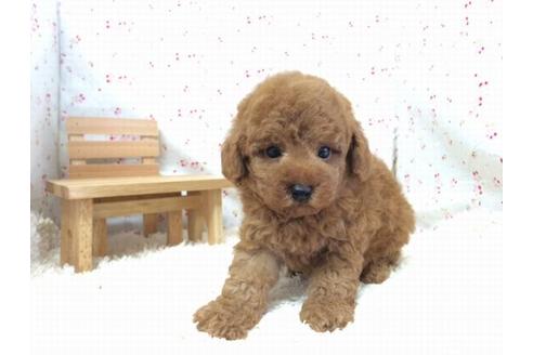 成約済の滋賀県のトイプードル-17505の1枚目