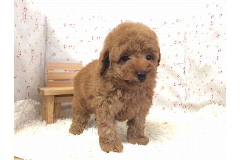 成約済の滋賀県のトイプードル-17507の2枚目