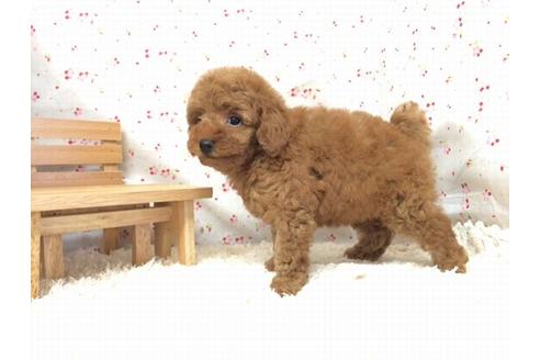 成約済の滋賀県のトイプードル-17507の1枚目