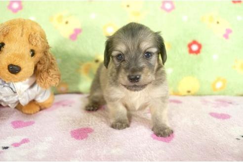 成約済の兵庫県のミニチュアダックスフンド-17508の3枚目