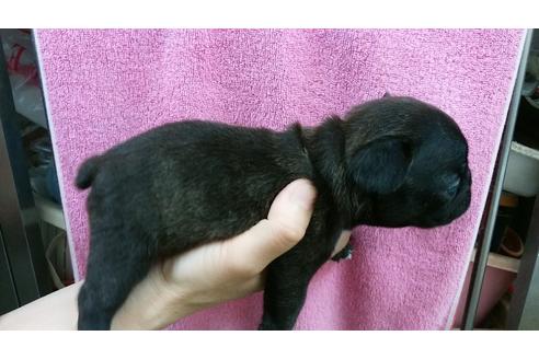 成約済の愛知県のフレンチブルドッグ-17518の3枚目