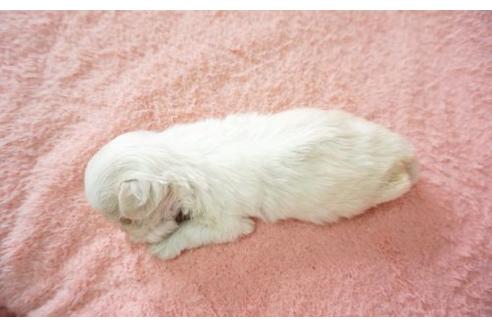 成約済の奈良県のマルチーズ-17527の2枚目