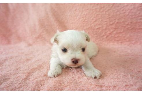 成約済の奈良県のマルチーズ-17528の1枚目