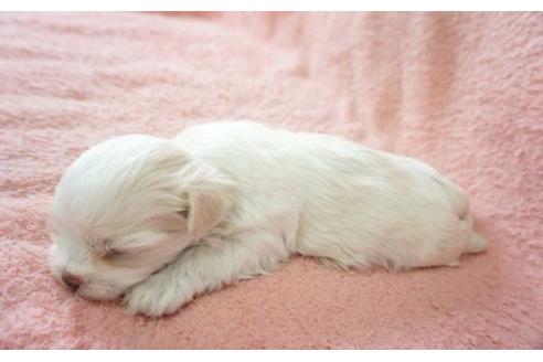 成約済の奈良県のマルチーズ-17528の2枚目