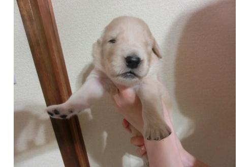 成約済の福岡県のゴールデンレトリーバー-17408の1枚目