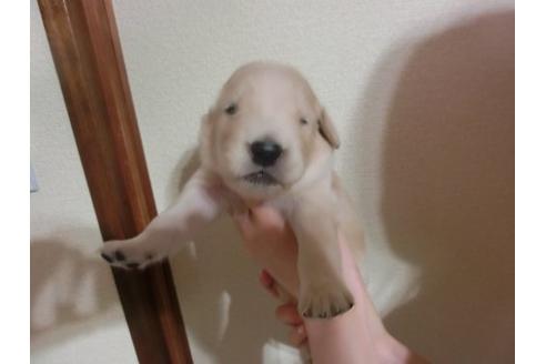 成約済の福岡県のゴールデンレトリーバー-17408の2枚目