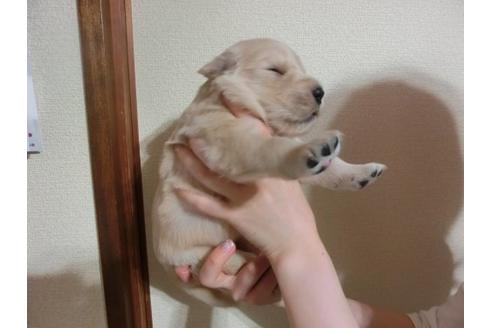 成約済の福岡県のゴールデンレトリーバー-17408の3枚目