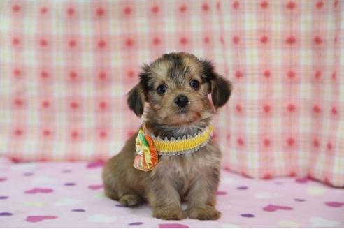 成約済の大分県のミックス犬-17290の3枚目