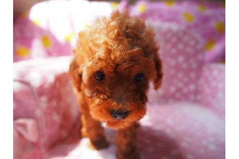 成約済の茨城県のトイプードル-17577の2枚目