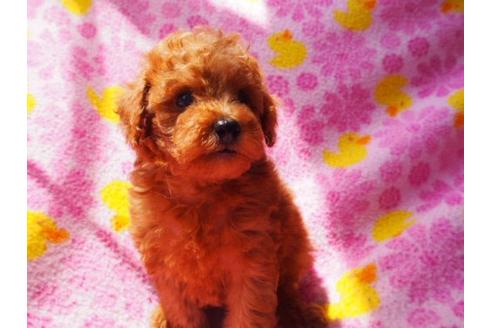 成約済の茨城県のトイプードル-17579の3枚目