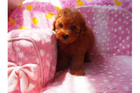 成約済の茨城県のトイプードル-17580の1枚目
