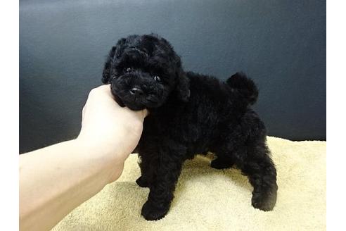 成約済の大阪府のトイプードル-17441の2枚目