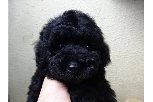 成約済の大阪府のトイプードル-17441の3枚目