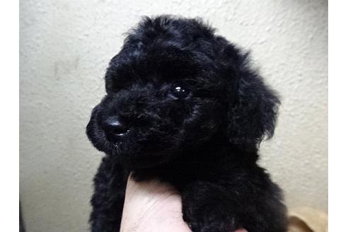 成約済の大阪府のトイプードル-17441の1枚目