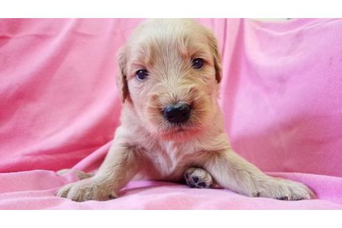 成約済の茨城県のミックス犬-17601の1枚目