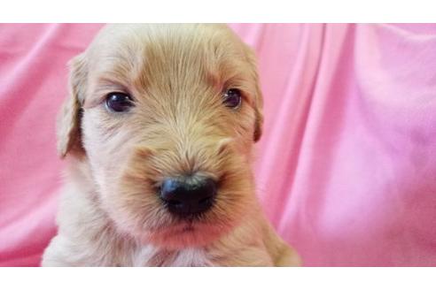 成約済の茨城県のミックス犬-17601の2枚目
