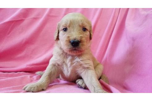 成約済の茨城県のミックス犬-17601の3枚目