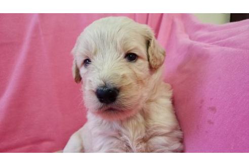 成約済の茨城県のミックス犬-17602の2枚目
