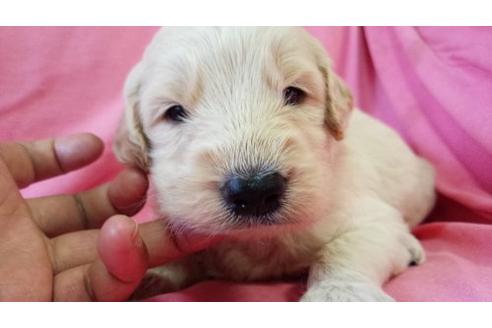 成約済の茨城県のミックス犬-17604の1枚目