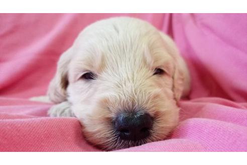 成約済の茨城県のミックス犬-17604の2枚目