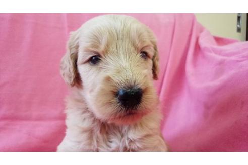 成約済の茨城県のミックス犬-17605の1枚目