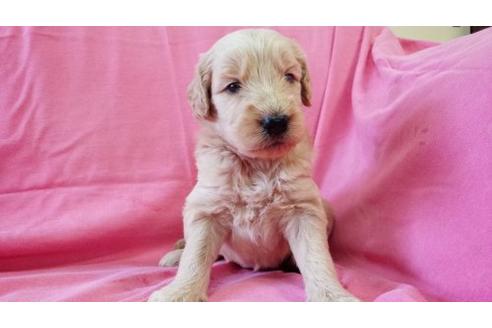 成約済の茨城県のミックス犬-17605の2枚目