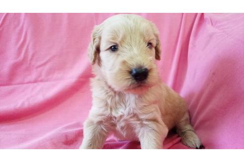 成約済の茨城県のミックス犬-17605の3枚目